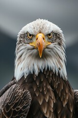 Obraz premium An eagle in a front of the mountains