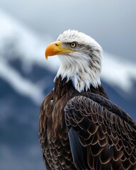 Bald Eagle in Front of Mountains