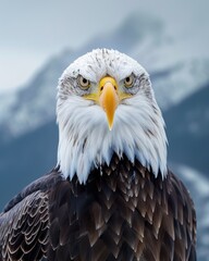 Obraz premium Close Up of Bald Eagle With Mountain Background