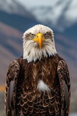 Fototapeta premium Majestic Bald Eagle Soaring Above Mountain Peaks