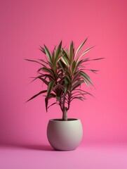 Dracaena plant in pot. Studio photoshoot on isolated solid color background. Home flower plant profile photography. Ai generated illustration. Botanical app picture