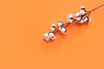 Cotton sprig on orange background