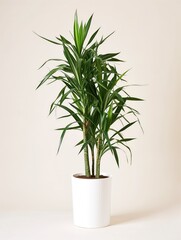 Dracaena plant in pot. Studio photoshoot on isolated solid color background. Home flower plant profile photography. Ai generated illustration. Botanical app picture