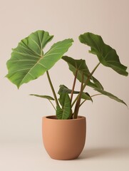 Alocasia elephant ear plant in pot. Studio photoshoot on isolated solid color background. Home flower plant profile photography. Ai generated illustration. Botanical app picture.