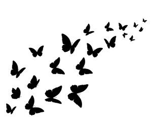 butterfly silhouettes vector