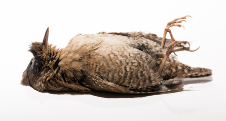 The Eurasian wren (Troglodytes) or northern wren is a very small insectivorous bird, of the wren family Troglodytidae. A dead bird on a white background.