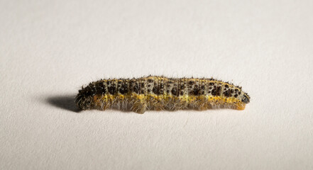 Apanteles glomeratus, Pieris brassicae. Parasitization of insects among themselves. Koinobiont parasitoid wasps.