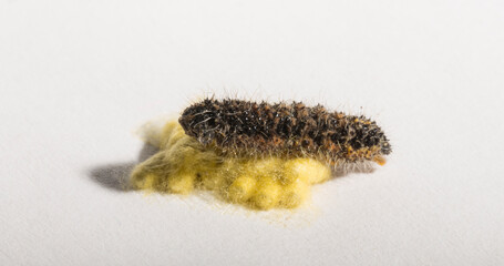 Apanteles glomeratus, Pieris brassicae. Parasitization of insects among themselves. Koinobiont parasitoid wasps.