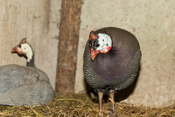 Domestic guineafowl, sometimes called pintade, pearl hen, or gleany.