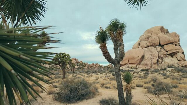 joshua tree national park state