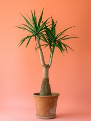 Obraz premium Yucca plant in pot. Studio photoshoot on isolated solid color background. Home flower plant profile photography. Ai generated illustration. Botanical app picture