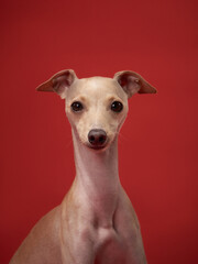 A sleek Italian Greyhound dog with attentive ears against a vivid red background, studio portrait