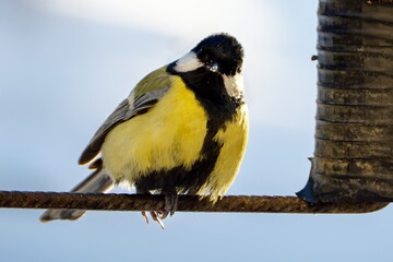  Great tit on an iron rod in sunny frosty weather. 