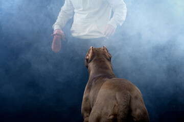 Anticipation in the mist, dog In a cloud of mist, a muscular brown dog stares upward, focused on a...