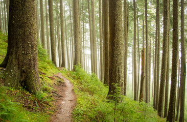 A misty trail up Neahkahnie Mountain, near Manzanita, Oregon. Neahkahnie means 