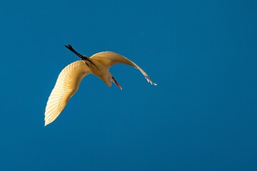 White heron in flight seen from below.