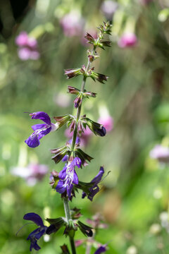 Close up of salvia cyanescens flowers in bloom