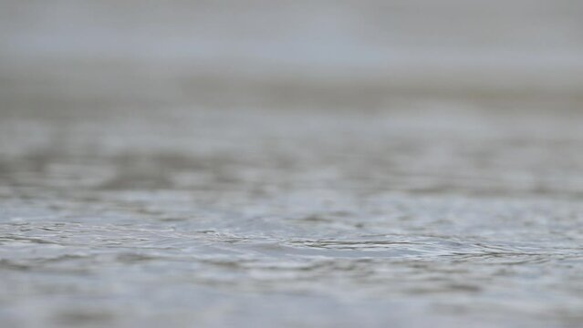 4K 30fps: Harbor Seal (Phoca vitulina) swimming in the North Sea, The Netherlands. Wildlife.