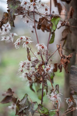 Natural background with dried plants in cold weather.