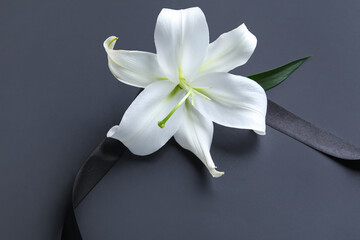 Beautiful lily flower with funeral ribbon on black background