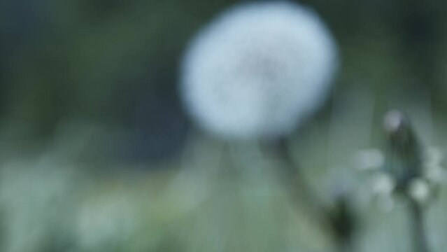 Video with focus pull of dandelion after bloom before losing it's seeds.