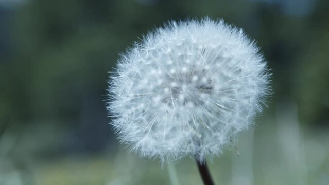 Video with focus pull of dandelion after bloom before losing it's seeds.
