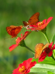 Mariposa en Oaxaca