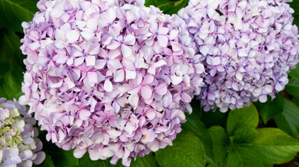 Flor de Hortensia ramo de flores arbusto florido Asturias hydrangea flower bouquet abundance