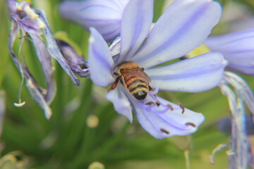 Abeja