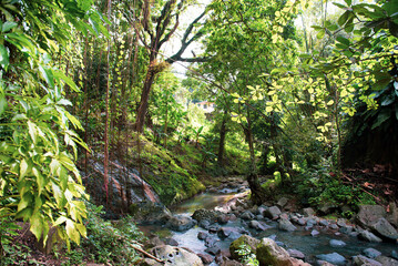 Fototapeta premium stream in the forest