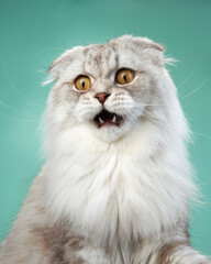 Curious Scottish Fold cat with a serene gaze, mint background highlights its fluffy white coat