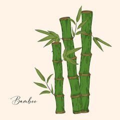 Bamboo branch with leaves vector illustration. Vertical stems with fresh green foliage on the stem, herbaceous plant in vintage style.