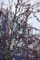 Tree with red berries covered with snow with no leaves during winter time. Blurred building on the back. Kalamaja, Tallinn, Estonia, Europe. January 2024