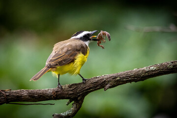 The Great Kiskadee also know as Bem-te-vi perched on branch eating a tropical house gecko. Species Pitangus sulphuratus. Animal world. Bird lover. Birdwatching.