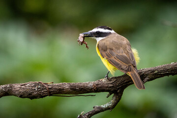 The Great Kiskadee also know as Bem-te-vi perched on branch eating a tropical house gecko. Species...