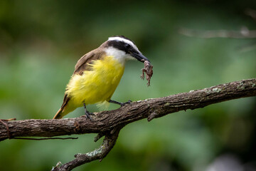 Obraz premium The Great Kiskadee also know as Bem-te-vi perched on branch eating a tropical house gecko. Species Pitangus sulphuratus. Animal world. Bird lover. Birdwatching.