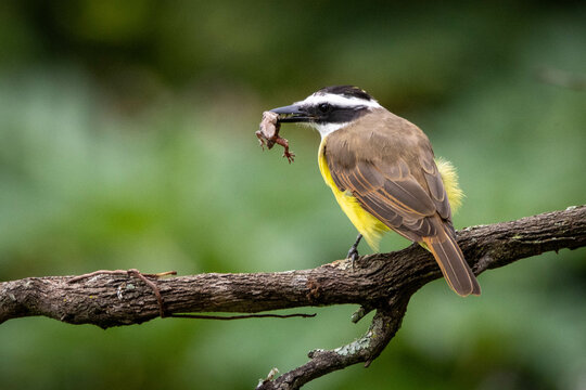 The Great Kiskadee also know as Bem-te-vi perched on branch eating a tropical house gecko. Species Pitangus sulphuratus. Animal world. Bird lover. Birdwatching.
