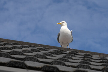 a herring gull is perched on top of a roof. It is taken against a beautiful blue sky. There is space for text around the image - 710163046