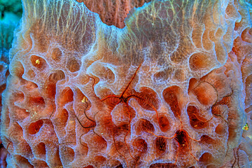 the azure vase sponge, with brittle stars