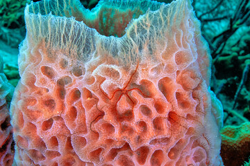 the azure vase sponge, with brittle stars