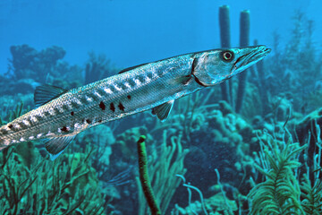 Fototapeta premium Caribbean coral garden