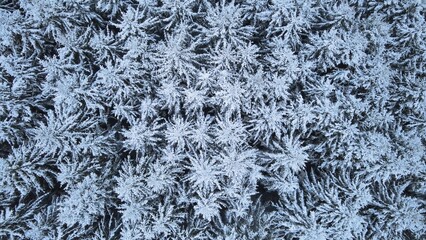 Top View Of Snow-covered Pine Trees In A Winter Forest. aerial