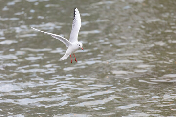 Une mouette en train de se poser sur le canal de l'Ourcq à Paris, France