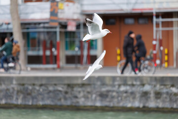 Mouettes en train de voler au dessus du canal de l'Ourcq &agrave; Paris, France