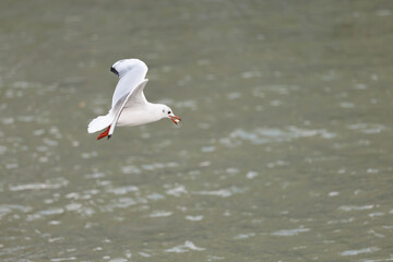 Une mouette, tenant de la nourriture dans son bec, vole au dessus du canal de l'Ourcq à Paris, France