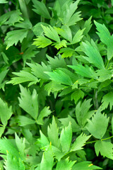 A large lovage bush with bright green leaves.