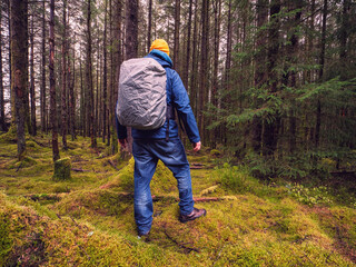 Male tourist with backpack covered with rain cover in a dense forest. Man in blue jeans and jacket and yellow warm hat. Travel and explore nature concept. Outdoor trip theme.