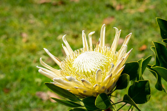 Large flowerhead of a 'king white' Protea (p. cynaroides) in garden