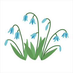 Fototapeta na wymiar Scilla spring flowers isolated in flat cartoon design. Beautiful tender blue blooming wildflowers with green fresh leaves and buds. Springtime season romantic first plant. Vector illustration isolated