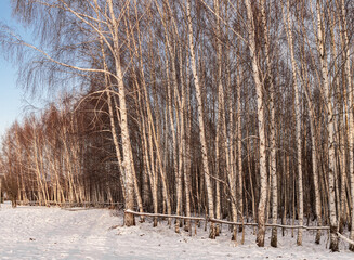 Birch wood at sunny frosty winter morning